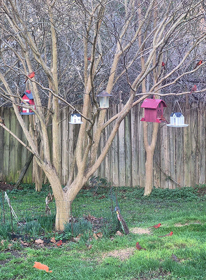 Tree with Birdhouses